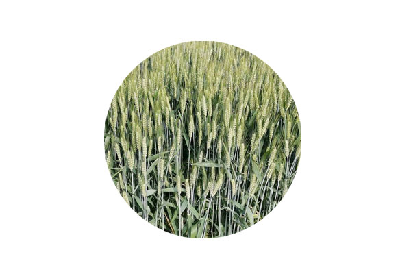 叶面喷施海藻有机水溶肥对小麦生长及产量的影响