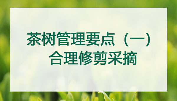 山东农业大学韩博士讲茶树管理要点一：合理修剪采摘