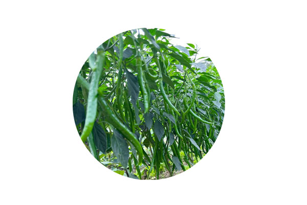 海藻液体肥对辣椒产量及品质的影响