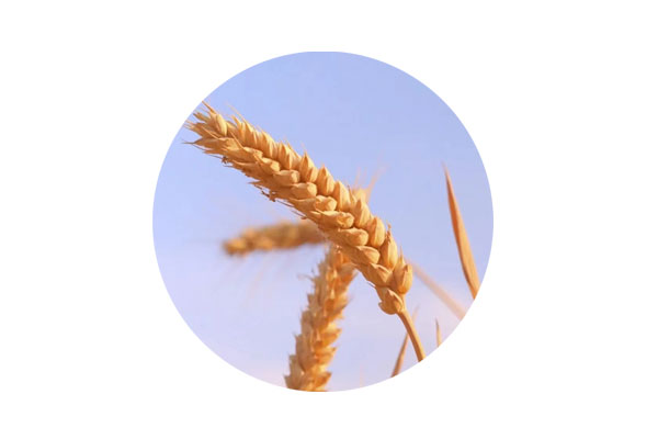 2种海洋寡糖对大麦种子萌发和生理特性的影响