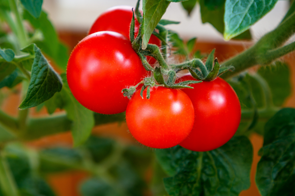 西红柿栽培：压枝方法