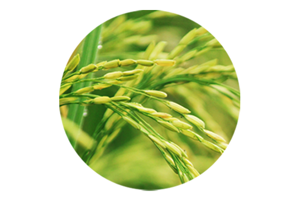 海藻提取物对水稻增产的影响