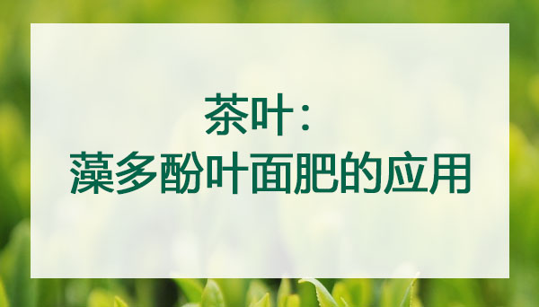 茶树：藻多酚叶面肥的应用-巨峰镇韩家沟村