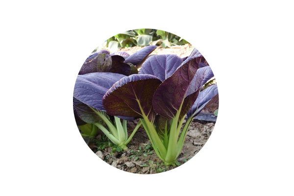 海藻肥对紫油菜生长与品质的影响