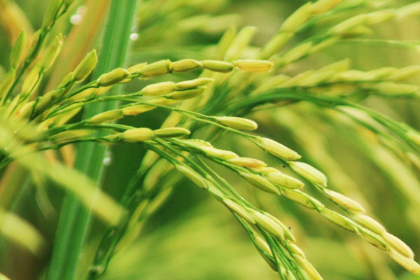 晚稻成熟期管理要点：抗倒伏，增加产量