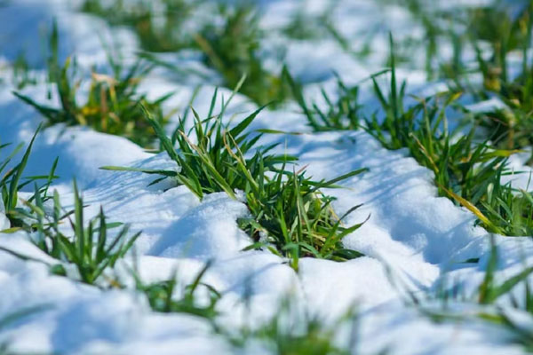 多地迎来今冬初雪，下雪对小麦有哪些影响呢？