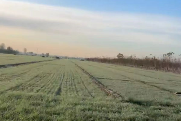 小麦冬季管理：暖冬年该如何进行病虫害管理