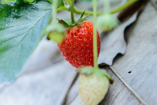 草莓根系生长不好，如何解决？