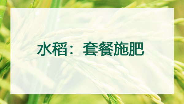 水稻：套餐施肥