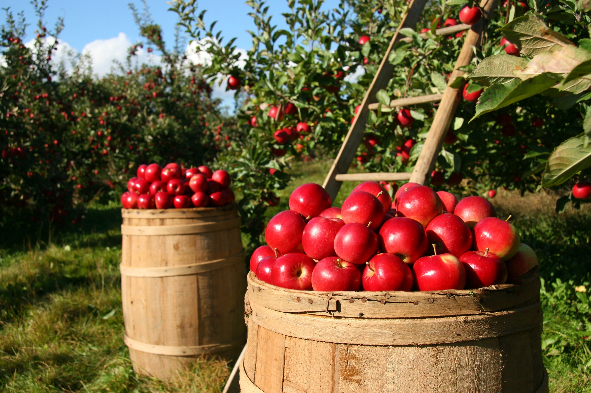 北方苹果春季种植：要想增收，一定要做好这几点，建议收藏