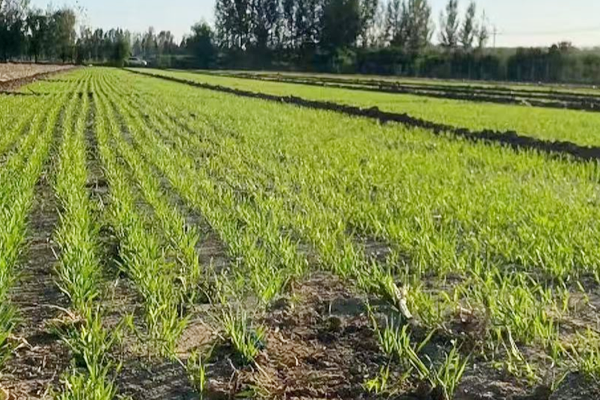 小麦除草剂使用方法及使用禁忌