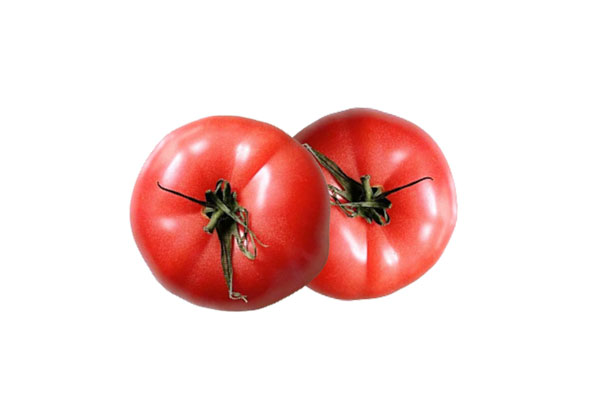 海藻肥料对番茄产量及品质的影响