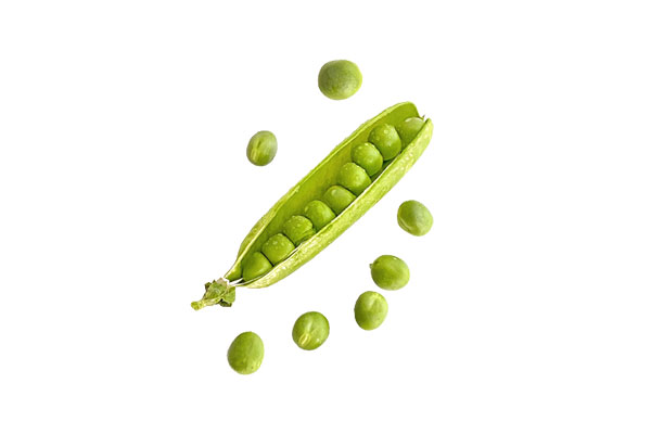 褐藻胶寡糖对豌豆种子萌发和幼苗特性的影响