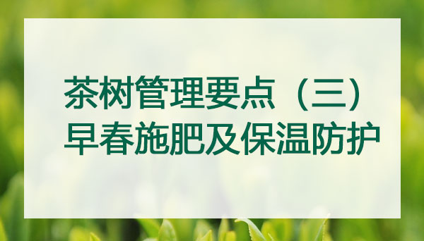 山东农业大学韩博士讲茶树管理要点三：早春施肥及保温防护