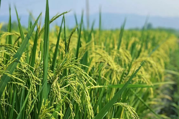 水稻结实期三防：防高温、防病虫害、防早衰