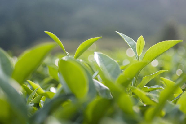 海藻肥促进日照绿茶提前上市，亩产增加